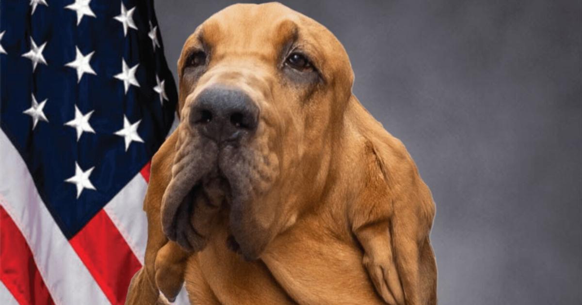 Investigation opened after Charlottesville K-9 dies in car in Greene County