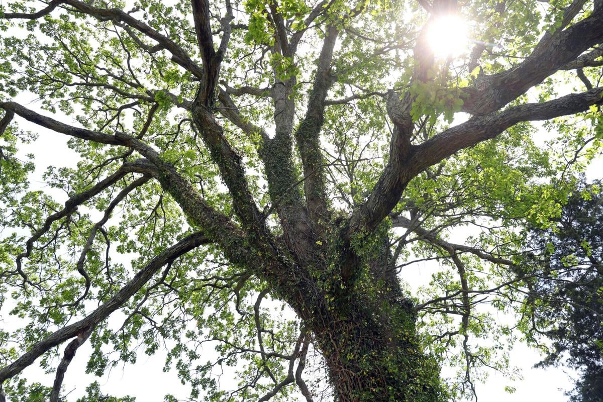 maple wood tree