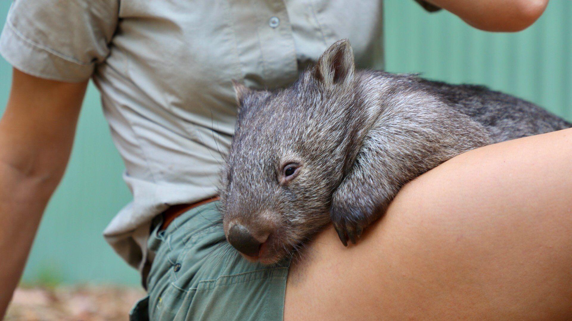 Moreel onderwijs bovenste Echter Orphaned baby wombat celebrates first birthday