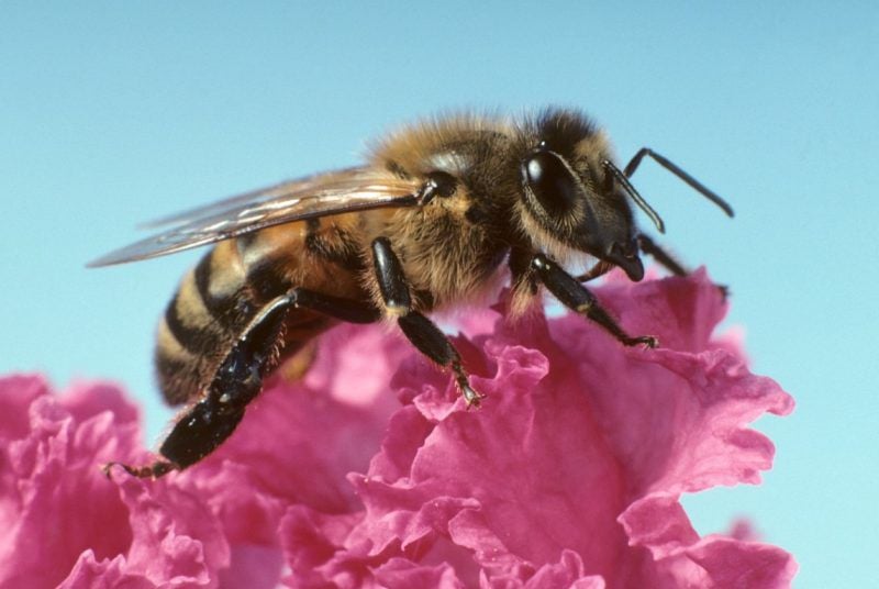 Bees