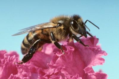 Bees
