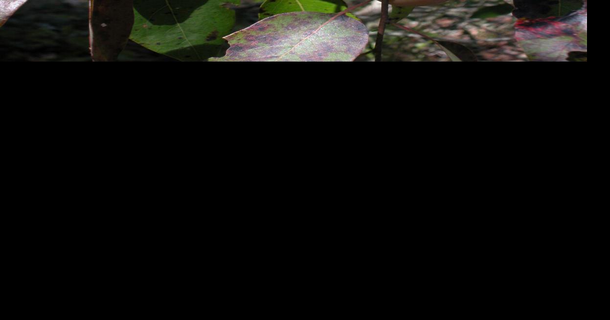 Mystery Plant: When ripe, this fruit is an autumn treasure