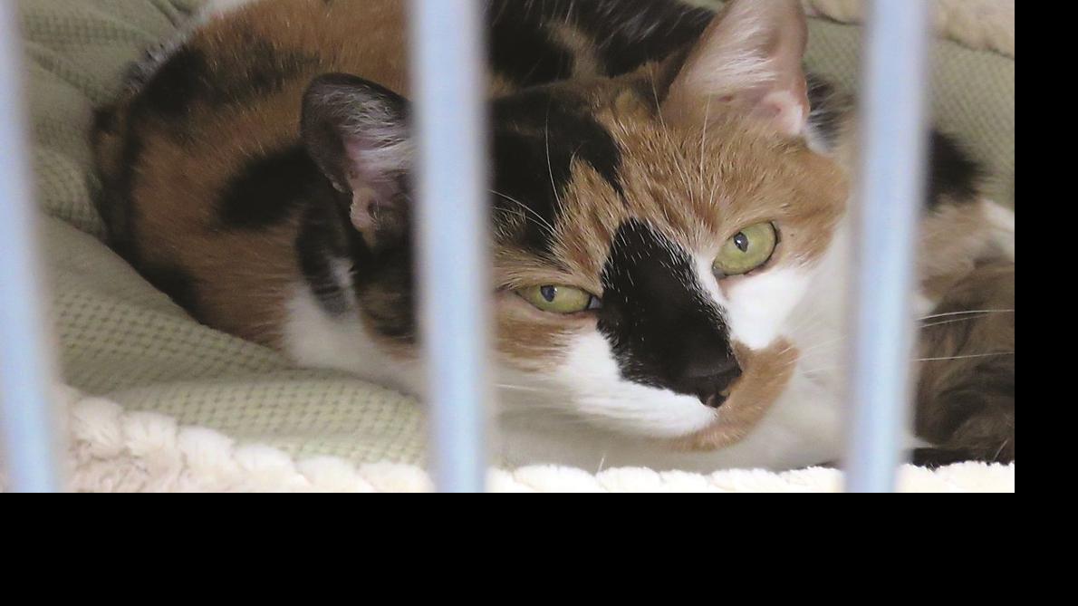 O C Animal Shelter Thankful For Community S Generosity News