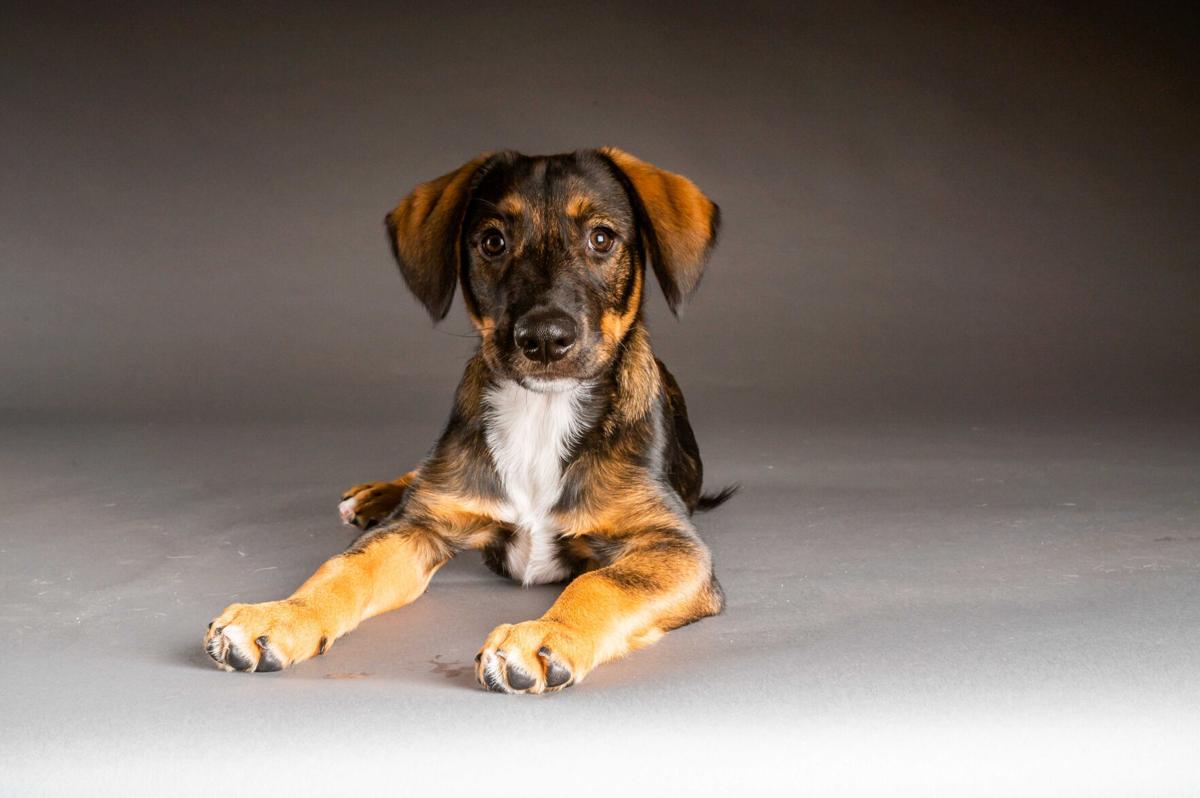 Meet The Starting Lineup For The 2021 Puppy Bowl Pets Dailyprogress Com
