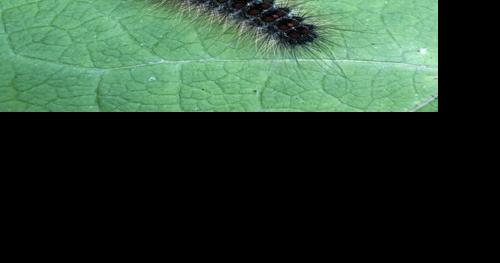 Shenandoah National Park to spray pesticide targeting caterpillar population - Vimarsana News