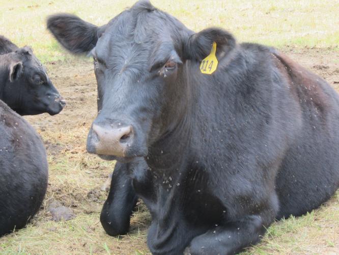 Cows 2