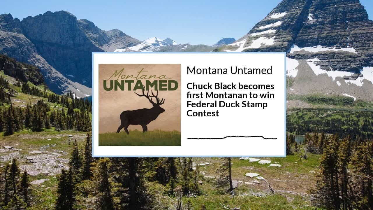 Chuck Black becomes first Montanan to win Federal Duck Stamp Contest Montana Untamed Podcast