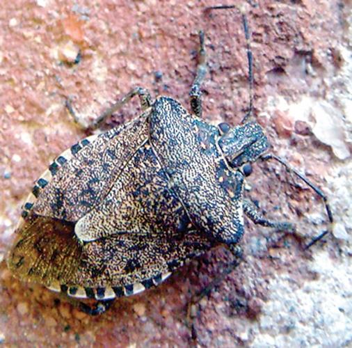 Stink bug