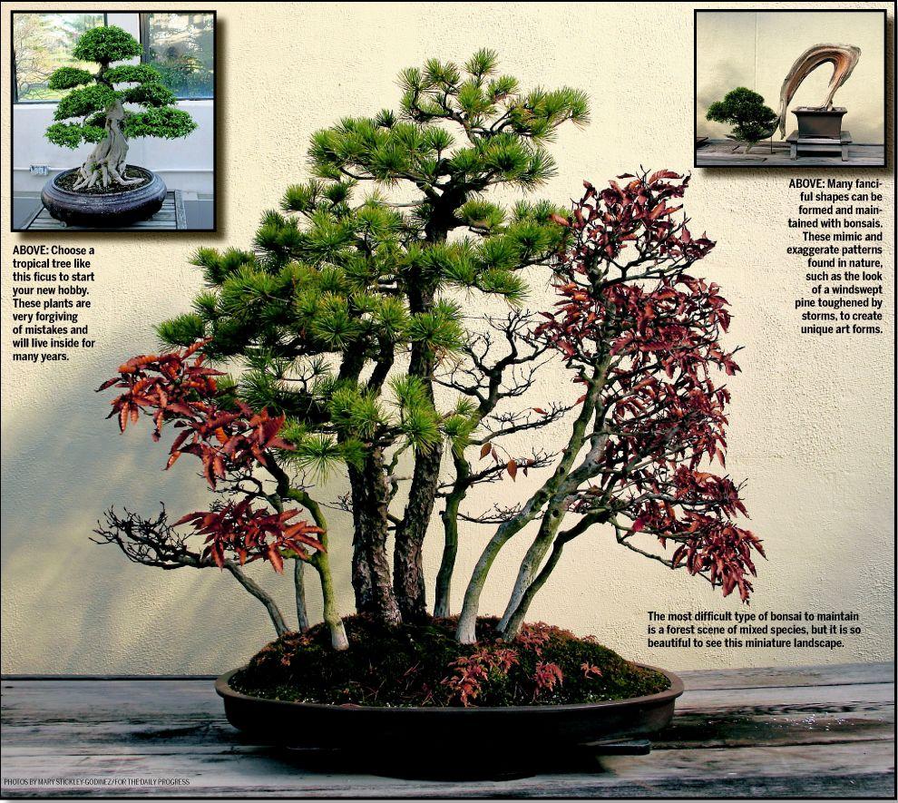 Bonsai A Beautiful Addition Dailyprogress Com
