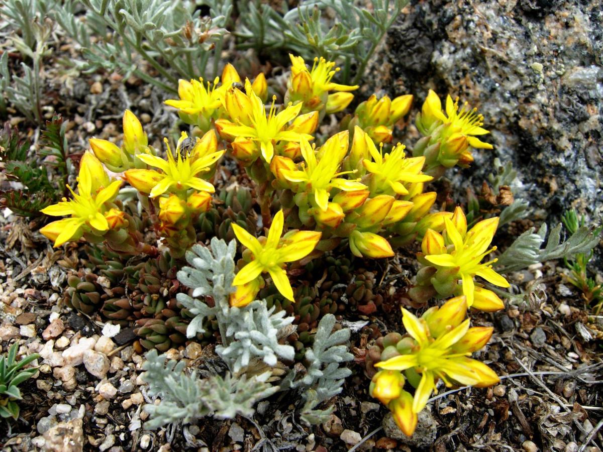 Mystery Plant Extreme mountain conditions can't keep this succulent