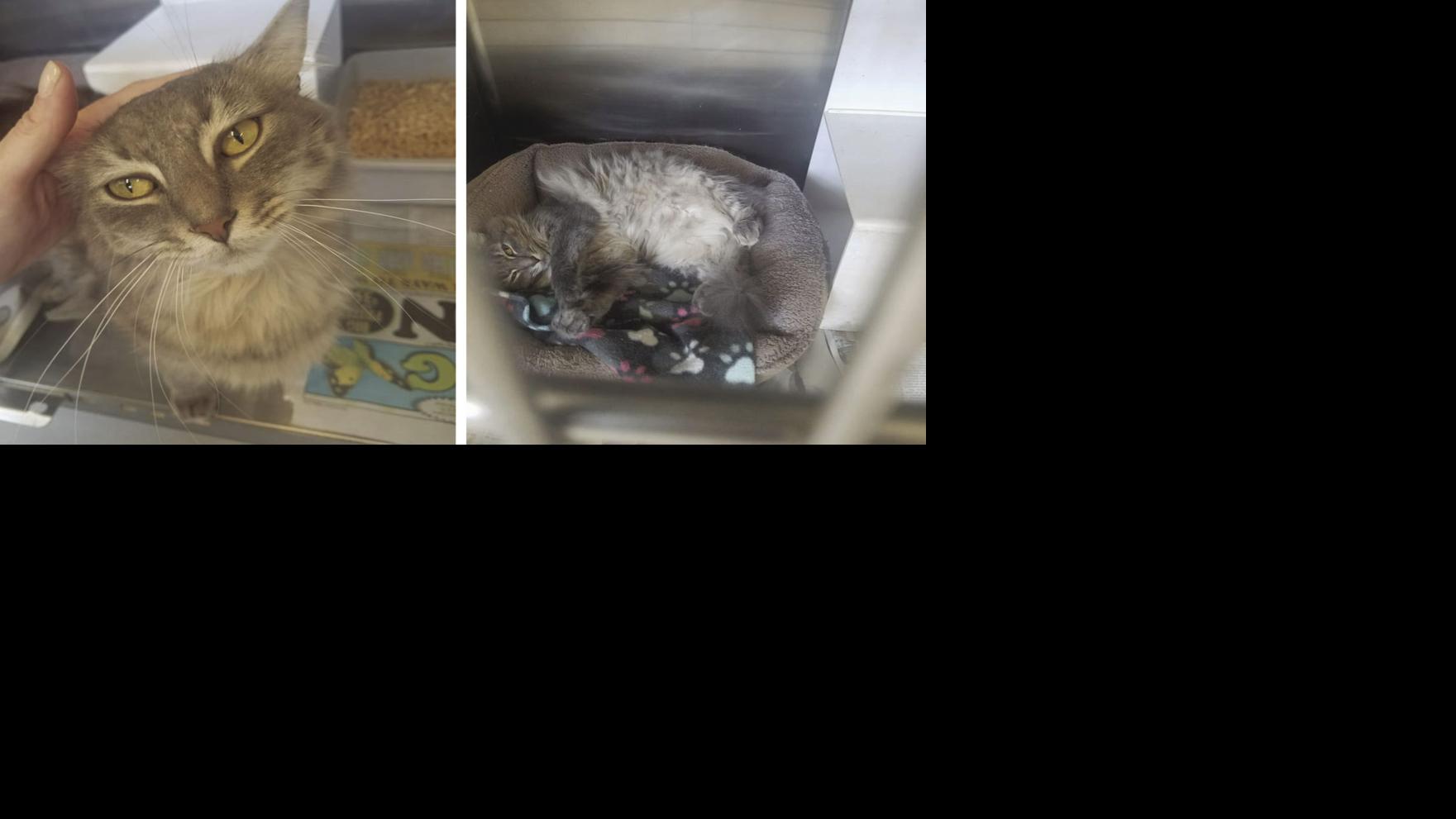 Kitten Season Squeezing Resources At Area Shelters News