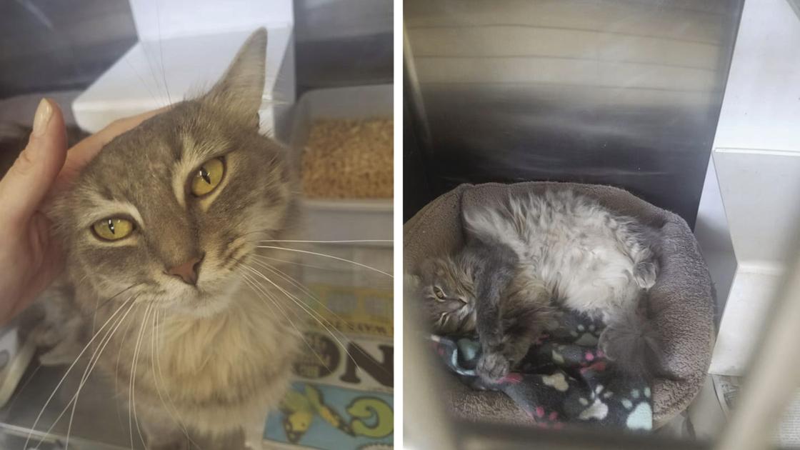 Kitten Season Squeezing Resources At Area Shelters News