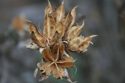 Gardening The Delight Of A Winter Garden Is In The Details