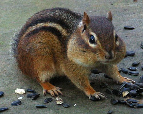 Red Squirrel Traps - Ground Squirrel Traps - Chipmunk Trap