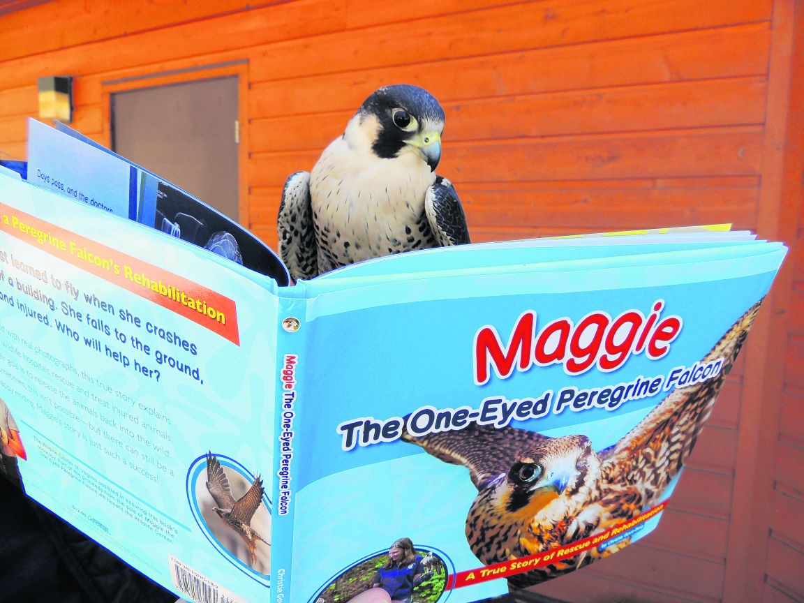 Peregrine Falcons [Book]