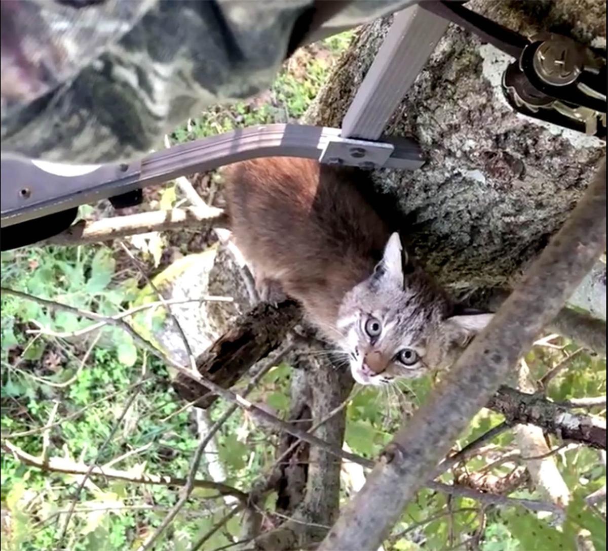 2 bobcat kittens joined an Oklahoma hunter in his tree stand Trending