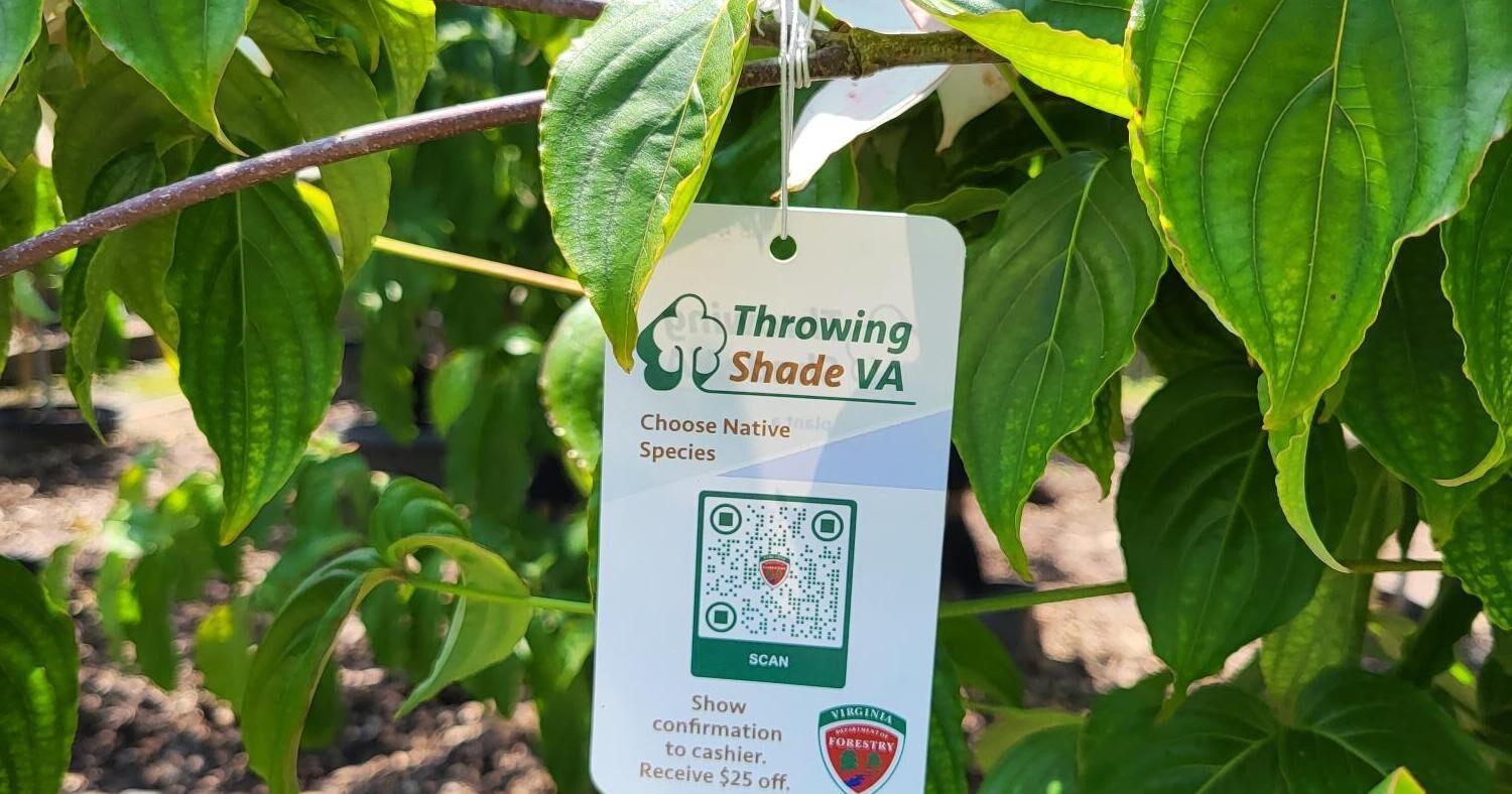 Throwing Shade VA program grows - Vimarsana News