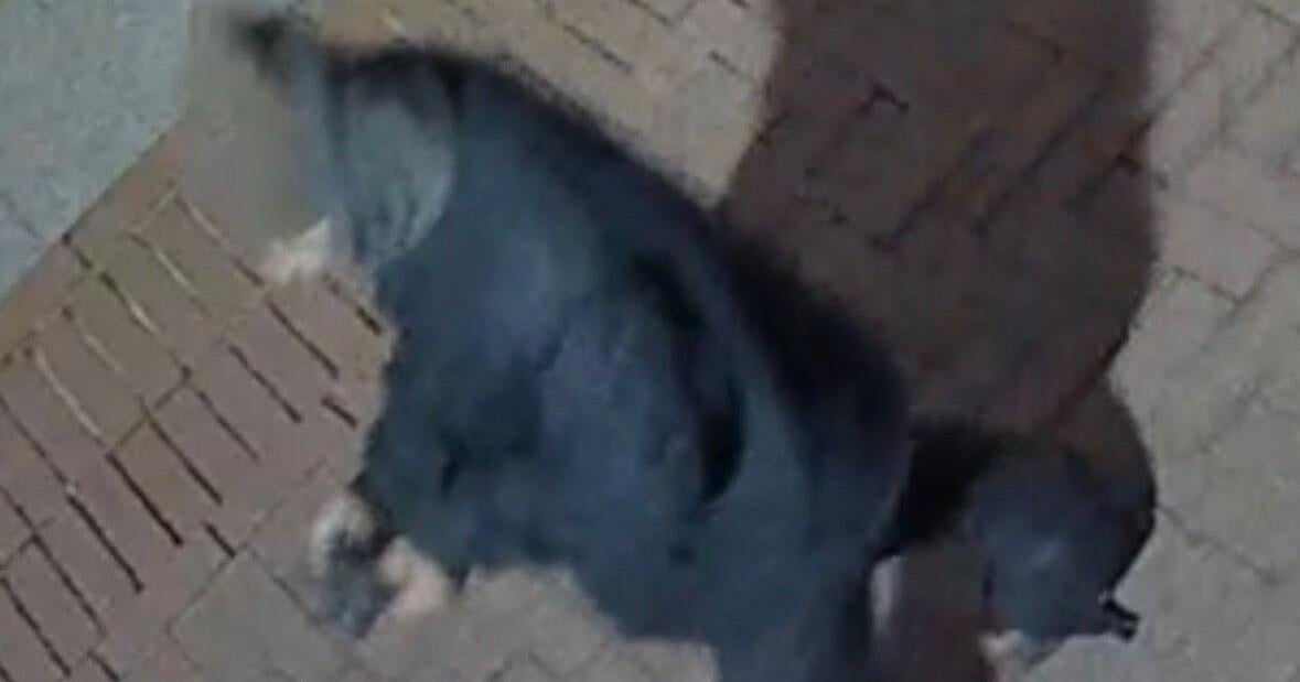Suspect sought after armed sexual assault reported near Charlottesville ...