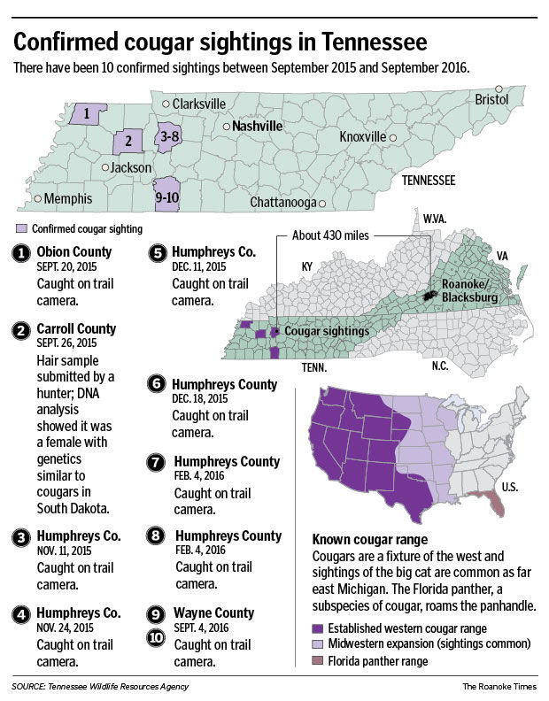 Tennessee cougar sightings pose questions for Virginia | State ...