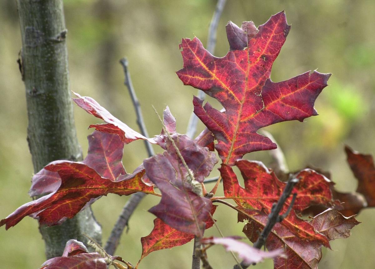 Fall color