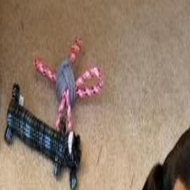 Missing Dog Found Dead Cat Still Missing After Charlottesville Kennel Fire Local News Dailyprogress Com