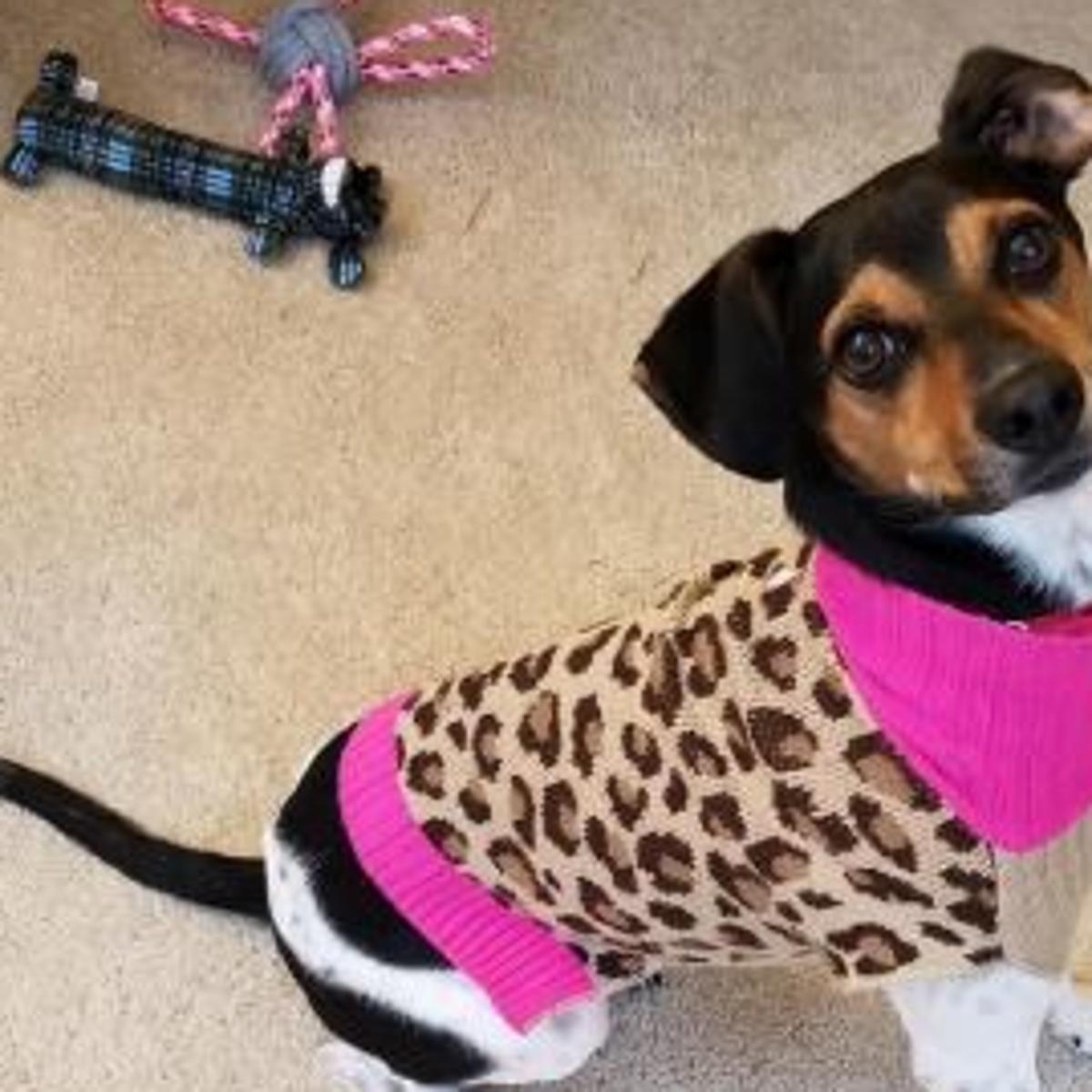 Missing Dog Found Dead Cat Still Missing After Charlottesville Kennel Fire Local News Dailyprogress Com