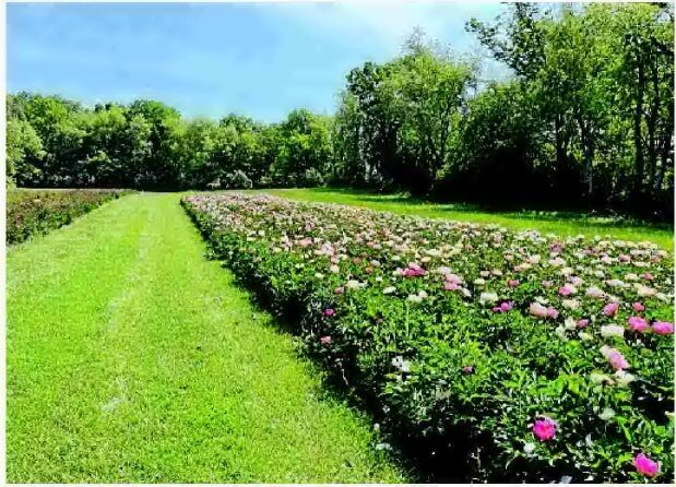 Peony-pickers flock to Augusta farm