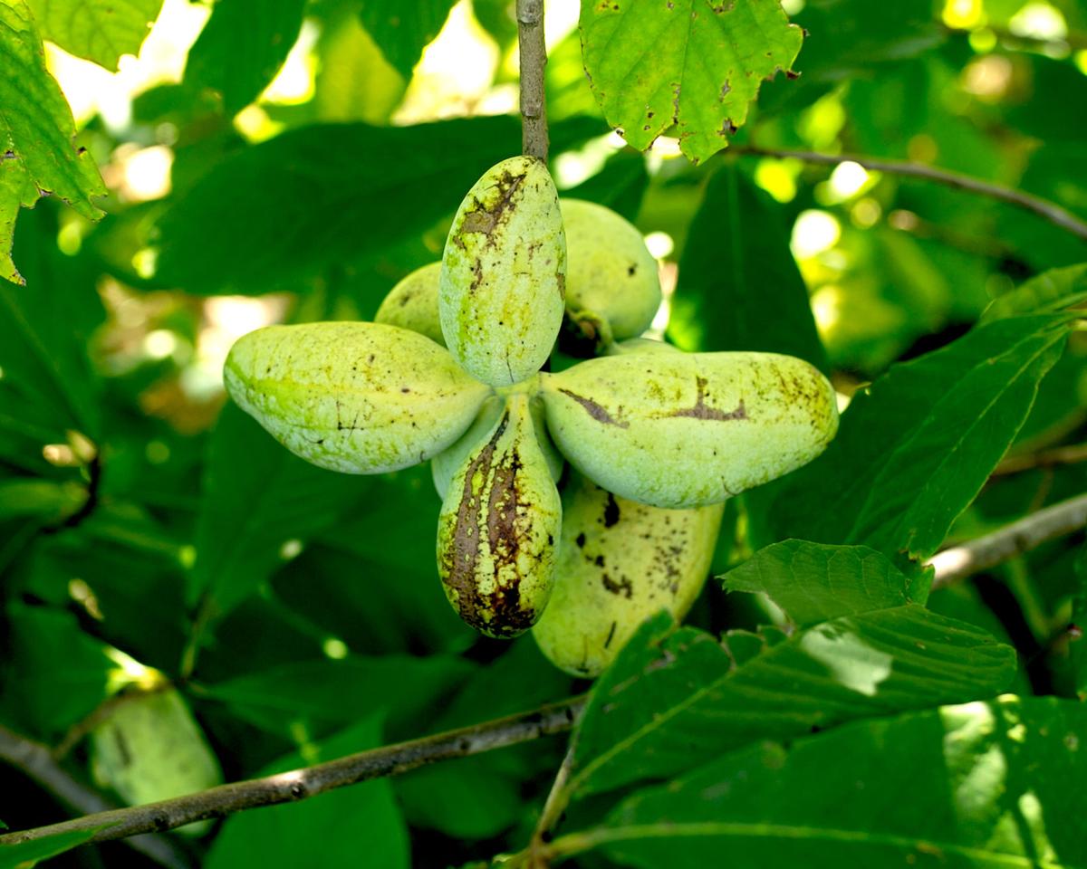 Pawpaw Season Enjoying The Tropical Native Fruit Dailyprogress Com