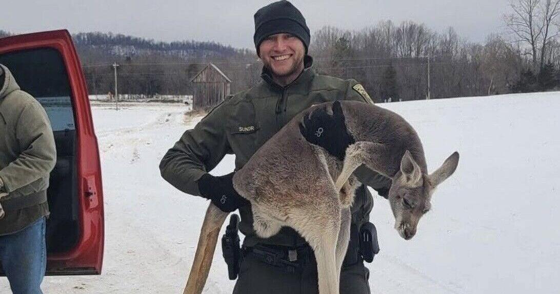 'Only in Nelson County': Officers describe capturing kangaroo on the loose