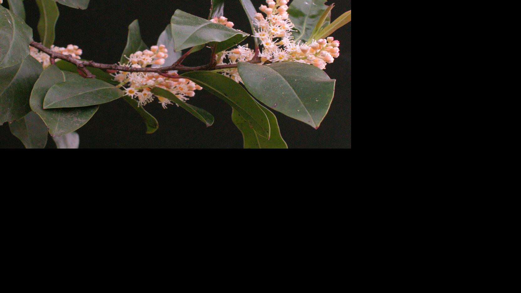 Secret Plant: | Property & Backyard garden