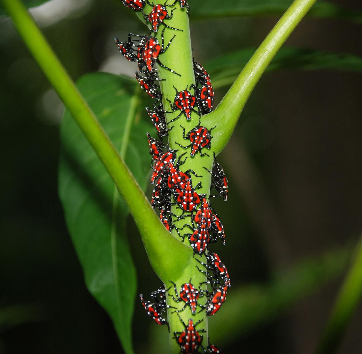 Adult and nymph spotted lanternflies