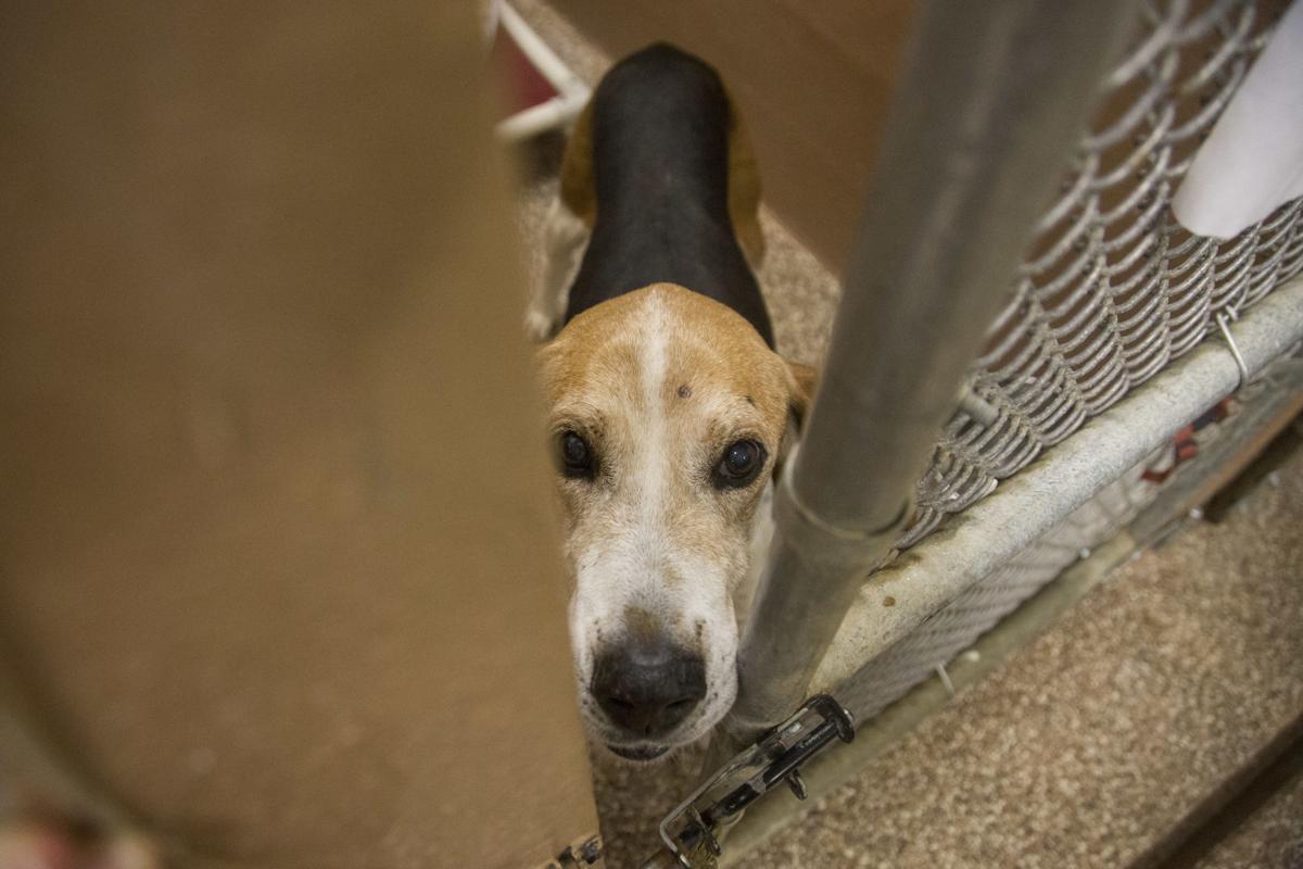 Shelter in crisis mode The News Virginian