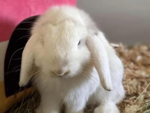 Cali the rabbit