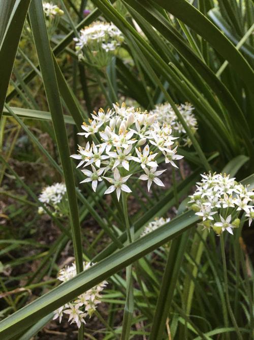 Mystery Plant