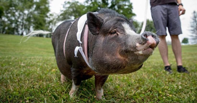 COURT PETA sues Virginia Tech over withheld records regarding minipig deaths LILY KINCAID Roanoke Times Sep 11, 2025 31 mins ago