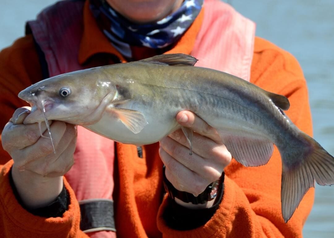 From carp to channel cats, here's where some record-breaking fish