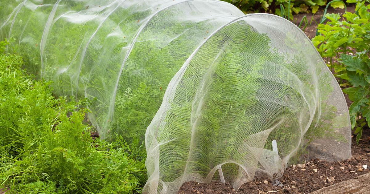 How to keep animals from wrecking your garden