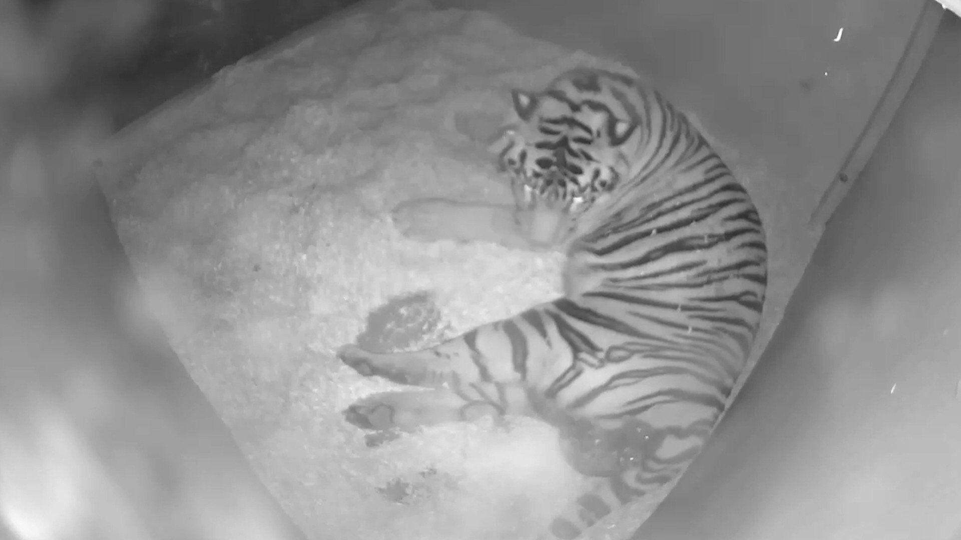 Three Rare Sumatran Tiger Cubs Born at London Zoo