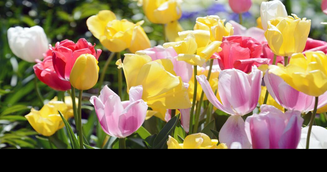 “A Grand Tour Close to Home:” DMGC celebrates Historic Garden Week April 23 | News