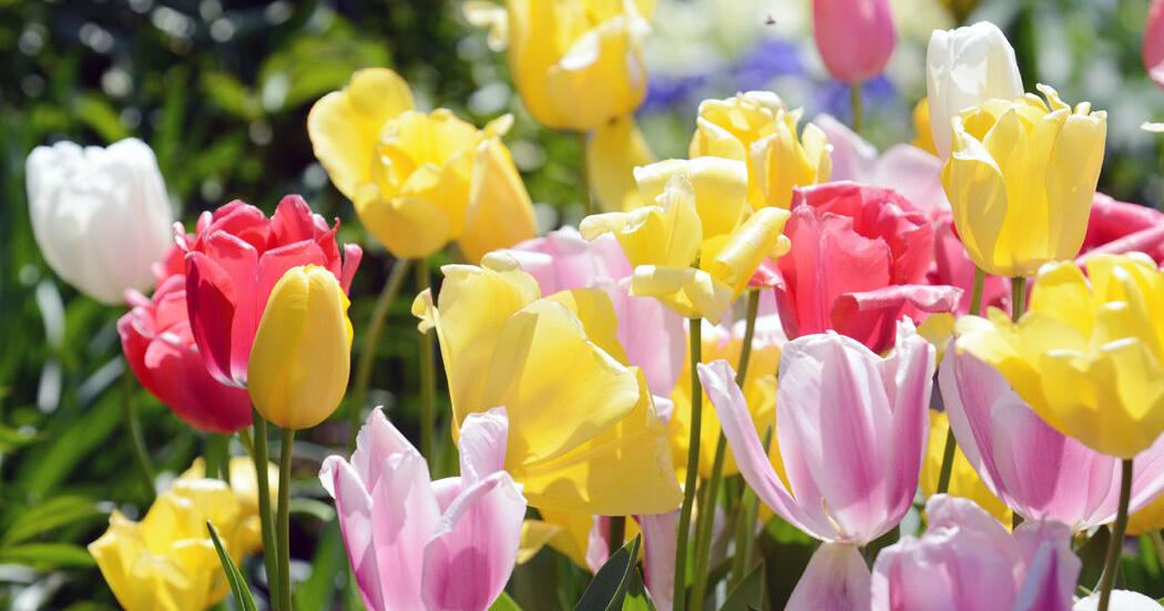 “A Grand Tour Close to Home:” DMGC celebrates Historic Garden Week April 23 | News