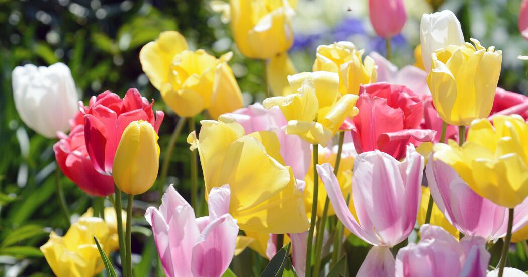 Historic Backyard garden Week commences April 23 | Amusement Historic Backyard garden Week commences April 23 | Amusement