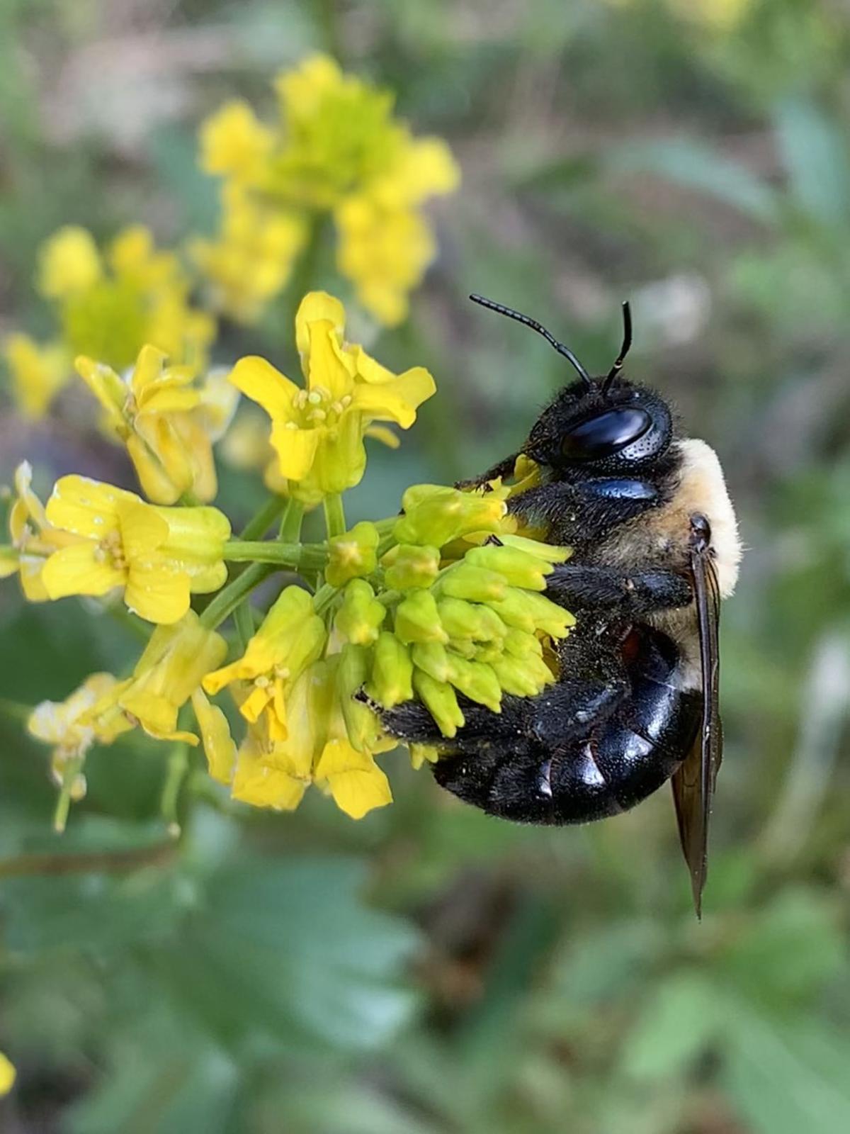 Turn Over A New Leaf To Feed Your Family Pollinators Dailyprogress Com