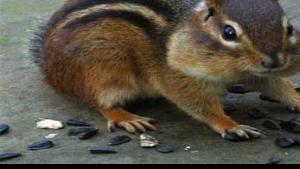 Trapping Chipmunks For Fun And Profit Archives Dailyprogress Com