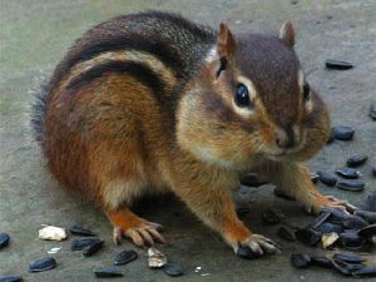 Three Little Birds Sat On My Window Alvin And The Chipmunks Trapping Chipmunks For Fun And Profit Archives Dailyprogress Com