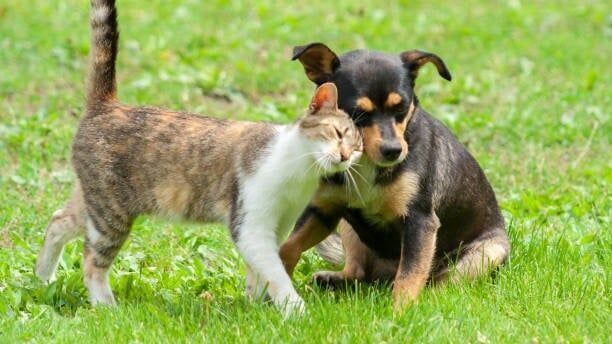 5 Ways to Help Your Dog and Cat Get Along - Webbox