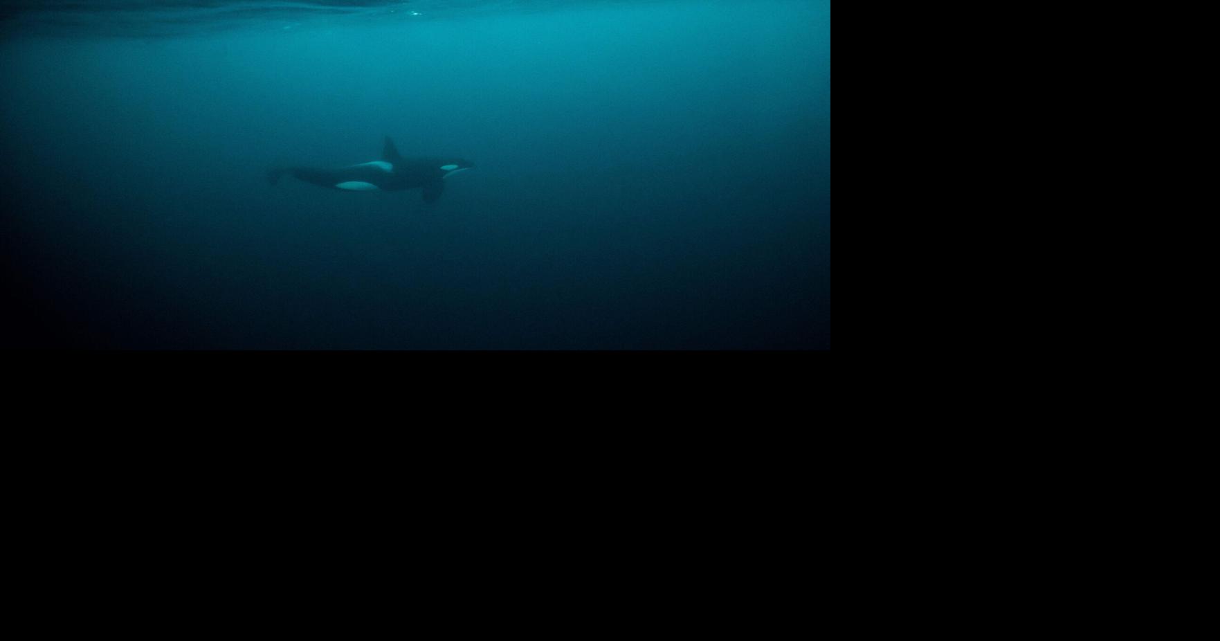 Blue Killer Whale Capri Leggings