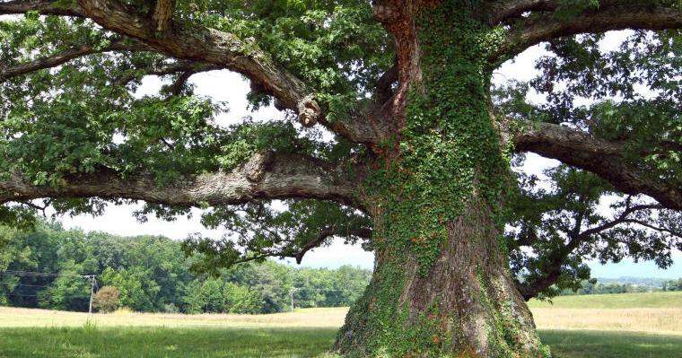 Documenting and preserving Virginia's largest, most revered trees - Vimarsana News