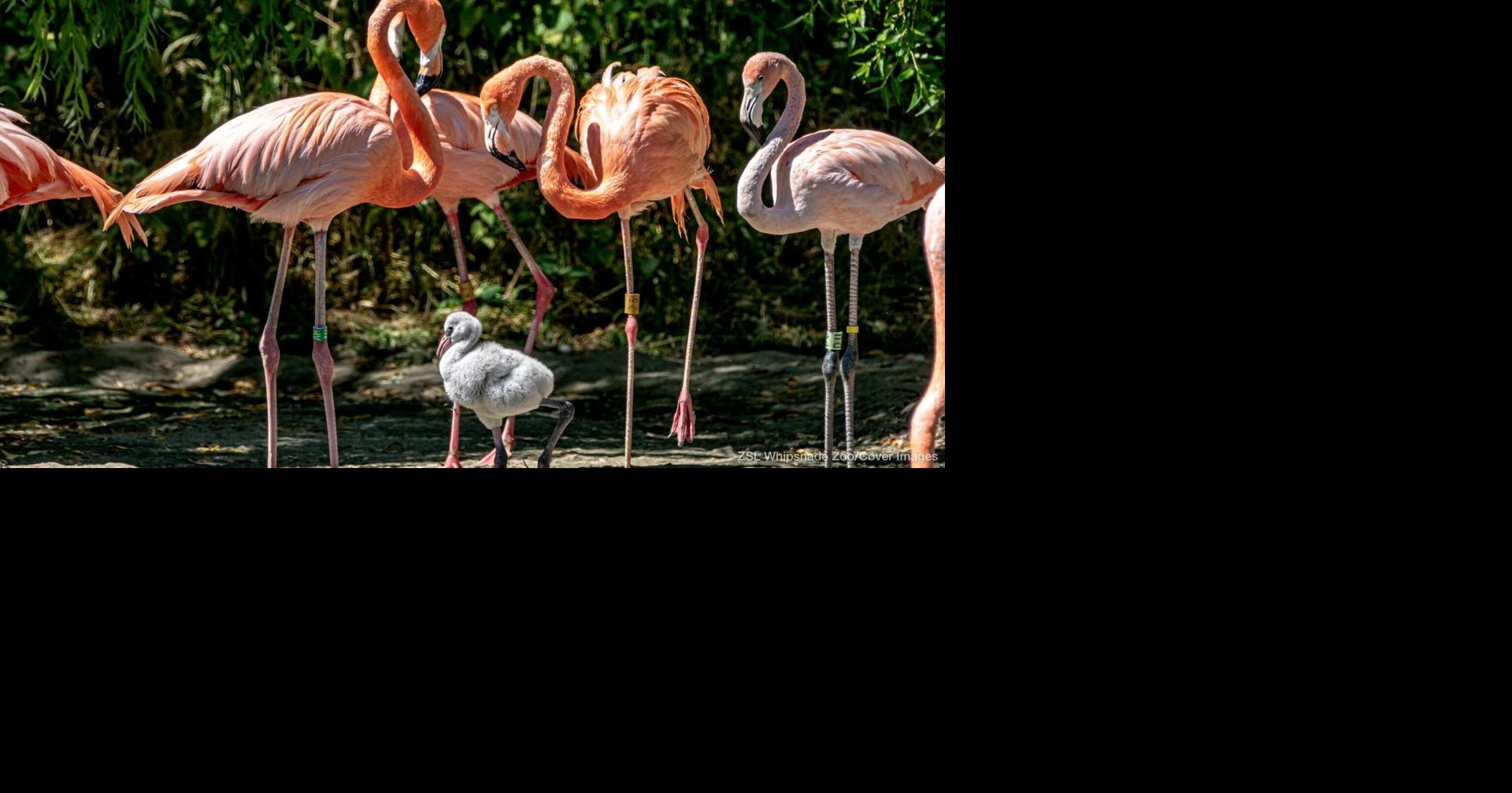 Abandoned flamingo chick raised by two adoptive dads at UK zoo
