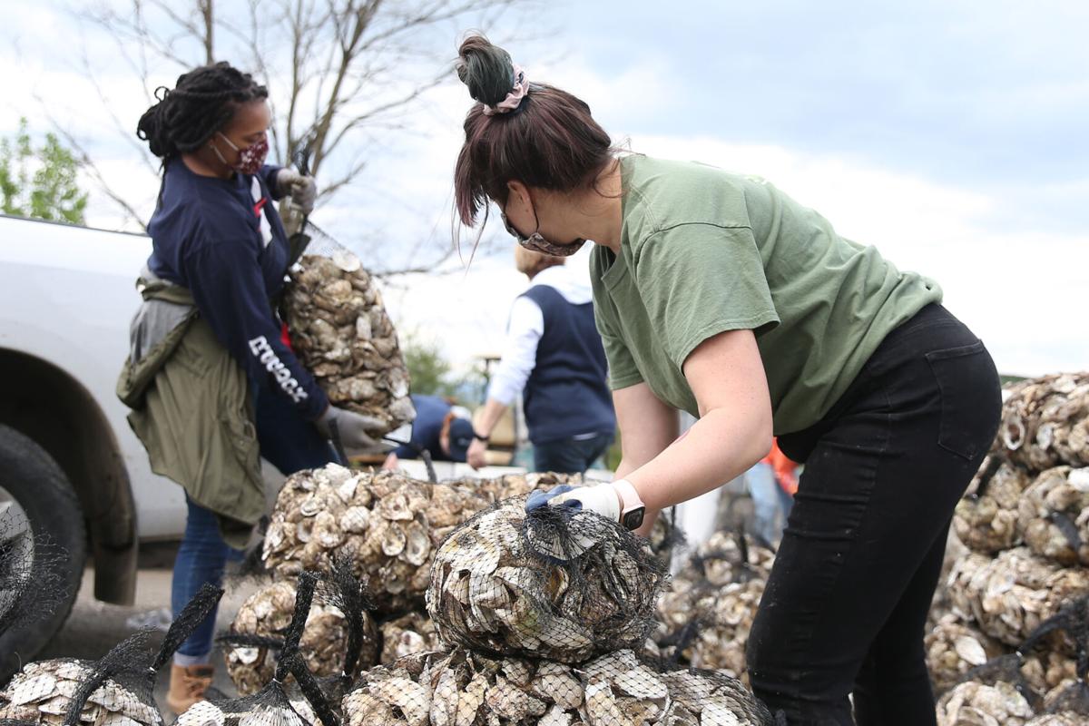 Oyster shell recycling