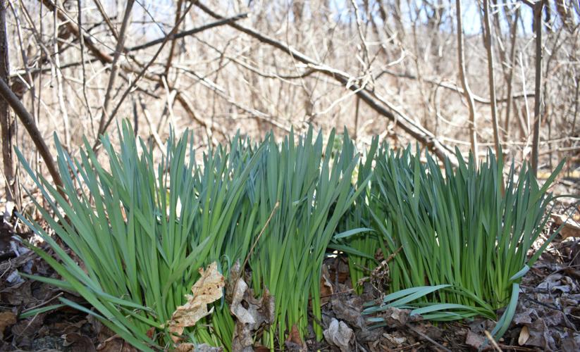 Daffodils 1